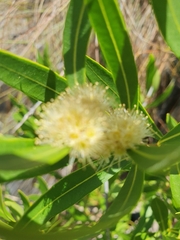 Metrosideros angustifolia