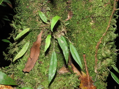 Lepanthes monoptera