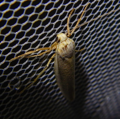 Eilema