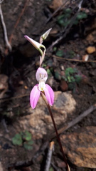 Disa bifida