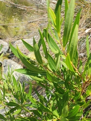 Metrosideros angustifolia