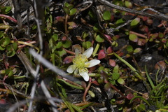 Ranunculus millanii