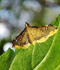 Prophantis adusta