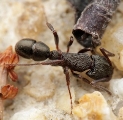 Rhytidoponera tasmaniensis