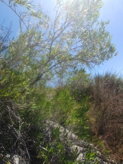 Metrosideros angustifolia