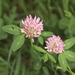 Red Clover - Photo (c) Marie Lou Legrand, some rights reserved (CC BY-NC), uploaded by Marie Lou Legrand