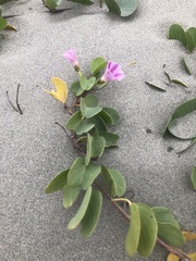 Ipomoea pes-caprae brasiliensis