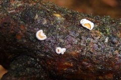 Lachnellula occidentalis