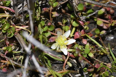 Ranunculus millanii