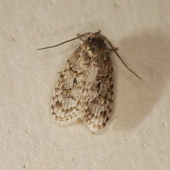 Agriophara velitata