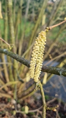 Corylus avellana