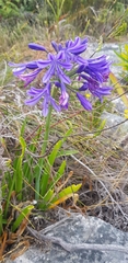 Agapanthus