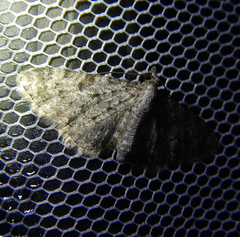 Scopula submutata