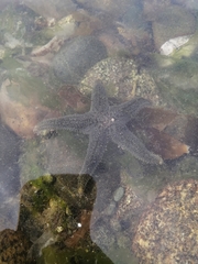 Anasterias antarctica
