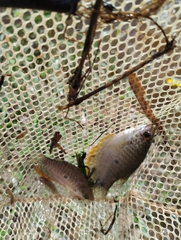 Trichopodus trichopterus