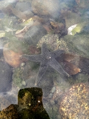 Anasterias antarctica