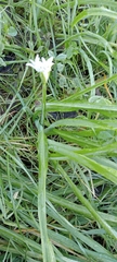 Allium triquetrum