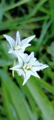 Allium triquetrum