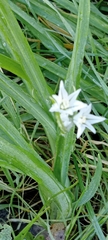 Allium triquetrum