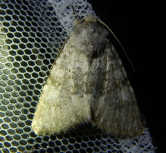 Polymixis dubia
