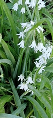 Allium triquetrum