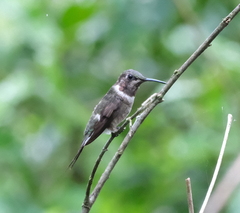 Calliphlox amethystina