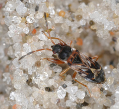 Scolopostethus affinis