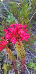 Crassula coccinea