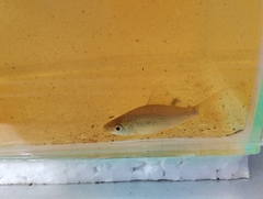 Osteochilus vittatus