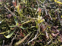 Gagea bohemica