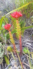 Crassula coccinea