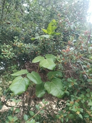 Lardizabala biternata