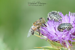 Eristalinus taeniops