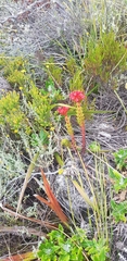 Crassula coccinea