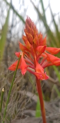 Disa ferruginea