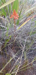 Disa ferruginea