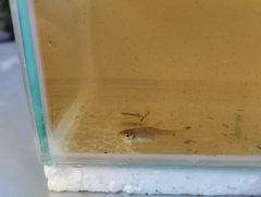 Rasbora vulgaris