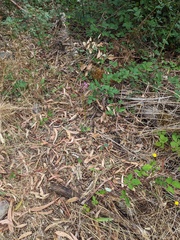 Dipodium campanulatum