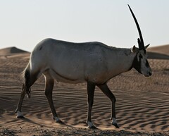 Oryx leucoryx
