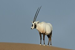 Oryx leucoryx