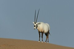 Oryx leucoryx