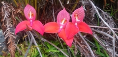 Disa uniflora