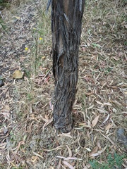 Dipodium campanulatum