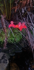 Disa uniflora