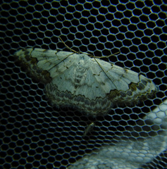 Scopula decorata
