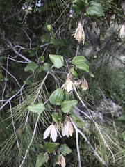 Clematis cirrhosa