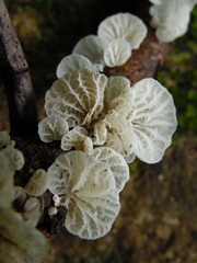 Campanella capensis