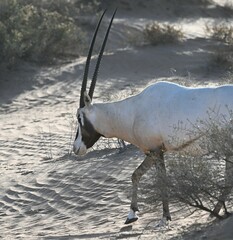 Oryx leucoryx