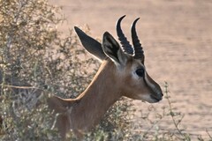 Gazella arabica