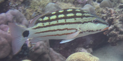 Lutjanus decussatus